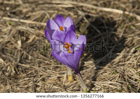 Similar – Image, Stock Photo Lilac buds push through a fence.