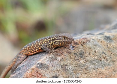 Uta Stansburiana Side-blotched Lizard