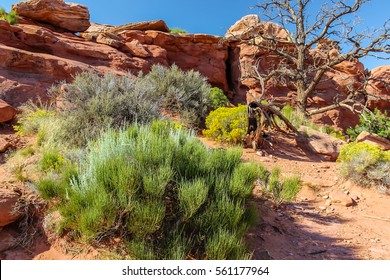 Utah Desert Plants