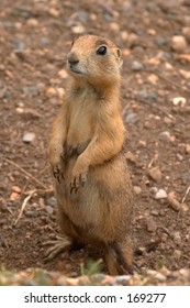 Utah Prairie Dog