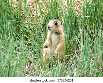 Utah Prairie Dog