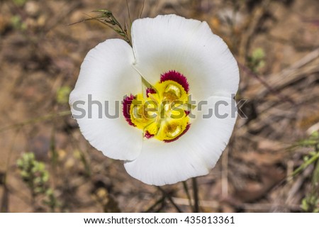 Utah State Flower the Sego Lily