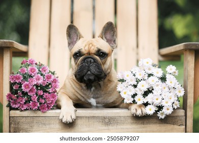 ute red french bulldog dog lying on a wooden chair with garden flowers - Powered by Shutterstock