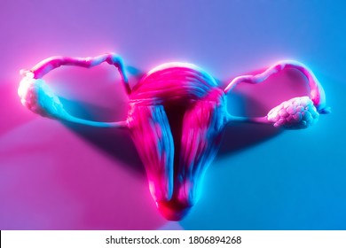 Uterus. Female Reproductive System. Female Reproductive Organs. Human Anatomy. Diagram Of The Location Of The Uterus, Cervix, Ovary, Fallopian Tube. Women Health.