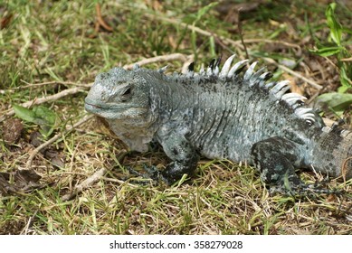 Utila Iguana Ctenosaura Bakeri Iguana Research Stock Photo 358279028 ...