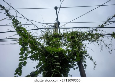 A utility pole and a complex network of overhead power lines and communication cables are covered in dense green vines. 