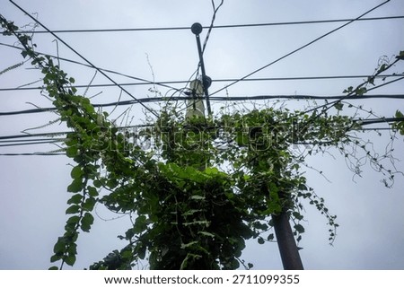 A utility pole and a complex network of overhead power lines and communication cables are covered in dense green vines. 