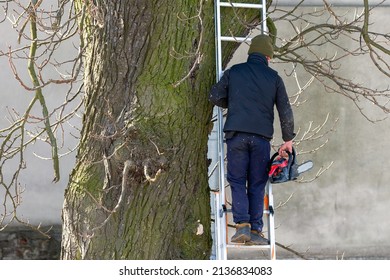 A Utility Worker Climbs A Ladder With A Chainsaw In His Hands To Cut Dry And Dead Tree Branches. Caring For Trees, Pruning Trees.