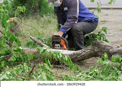 A Utility Worker In A Protective Medical Mask Cuts A Tree That Has Fallen To The Asphalt. In A City Garden, Park Or Public Garden. Workers During A Pandemic