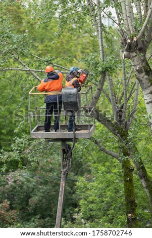 utility workers cut branches and trunks with chainsaws and overgrown trees dangerously hanging over residential buildings using a lifting platform for high-altitude work