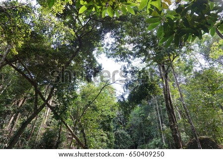 The utopia forest