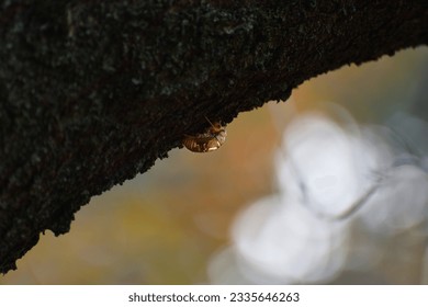 Utsusemi (cicada shell), late summer, Japan