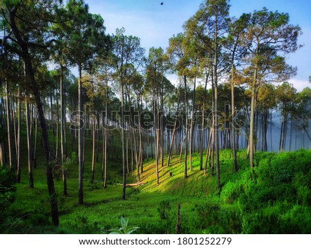 uttarakhand,india-2 june 2020: forest.Beautiful view of forest.The view contains,mountain,grass,sky,sunlight.sunlight in forest.green,dense forest.tall trees,green grass and sunlight wallpaper.