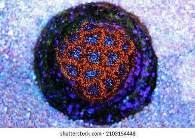 Utter chaos small colony of amazing colorful zoanthids polyps - Shutterstock ID 2103154448