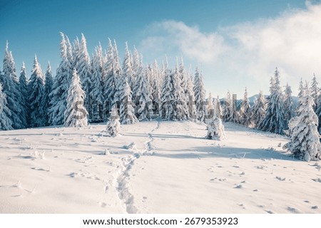 Utterly spectacular snow-covered pine trees blanketed in thick white snow under a clear blue sky. Wild nordic scene. Happy new year greeting card. Photo wallpaper. Discovery the beauty of earth.