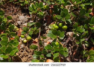 Uva Ursi Bearberry Plant With Green Fruits In Summer