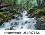 Uvas Canyon waterfalls gushing after heavy rain. Morgan Hill, Santa Clara County, California, USA.