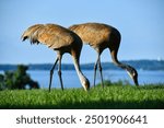 UW Madison wildlife in summer