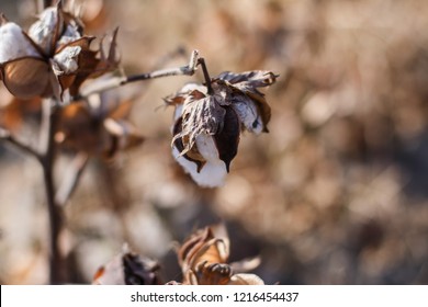 Uzbekistan Cotton Field