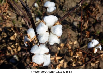 Uzbekistan, Cotton Flower Growing In The Field 