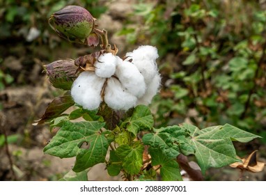 Uzbekistan, White Raw Cotton Is Growing On The Plant