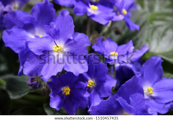 Uzumbar Violets Saintpaulia Indoor Flowers Natural Stock Photo