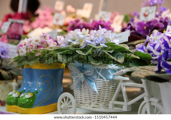 Uzumbar Violets Saintpaulia Indoor Flowers Natural Stock Photo