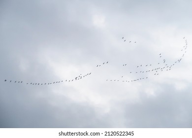 V Formation Symmetric Vshaped Flight Formation Stock Photo 2120522345 ...