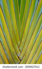 V Shape Detail Of A Palm Tree