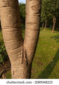 V Shape Trunk Texture Of The Tree In The Garden, Morning Sunlight And Fresh Atmosphere