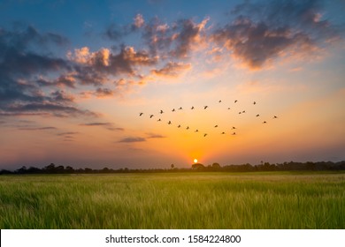 v shaped bird flying in an orange sky with a shining sun at sunset over rice field - Powered by Shutterstock