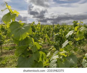 V for vineyard and C for clouds
