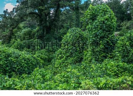 Vacant land covered with kudzu a green leafy vine taking over bushes trees and anything in its path the vine plant will climb and take over invasive species in the south