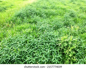 Vacant Lot Overgrown With Weeds.