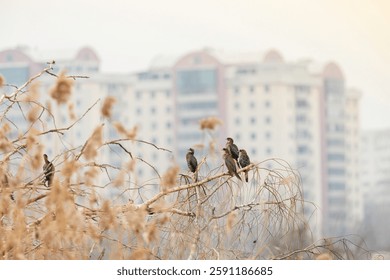 In Vacaresti Natural Park, birds find solace on bare branches, gazing towards Bucharest's skyline. The early morning light casts a soft glow over the serene setting, blending nature and urban life