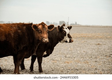 Vacas Campo Naturaleza Agricultura Granja