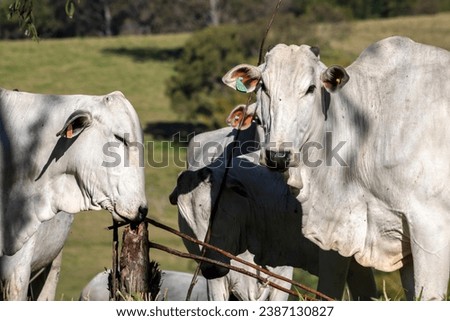 Vacas da raça zebuína Nelore, em uma área de pastagem de uma fazenda para pecuária bovina de corte, no município de Vera Cruz, SP.