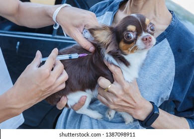 Vaccination Against Rabies,Rabies Vaccines Dog Got A Vaccination Against The Rabies,