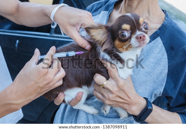 Vaccination against rabies,Rabies vaccines Dog\
got a vaccination against the\
rabies,