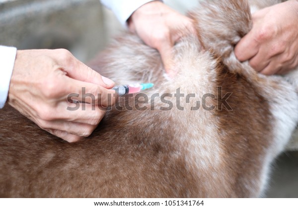 Vaccination Animals Stock Photo (Edit Now) 1051341764