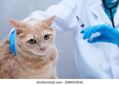 Vaccination of pets. A red-haired cat at a vet's appointment. A veterinarian with a syringe in his hands. - Shutterstock ID 2084543542