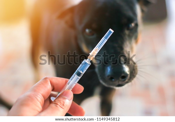 Vaccine Rabies\
Bottle and Syringe Needle Hypodermic Injection,Immunization rabies\
and Dog Animal Diseases,Medical Concept with Dog blurred\
Background.Selective Focus Vaccine vial\
