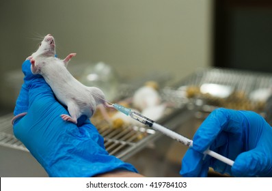 Vaccine test on laboratory mouse Lab rats