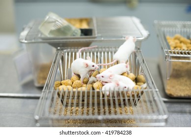 Vaccine Test On Laboratory Mouse Lab Rats