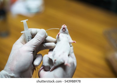 Vaccine Test On Laboratory Mouse Lab Rats