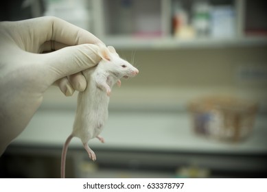 Vaccine test on laboratory mouse Lab rats.