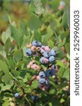 Vaccinium corymbosum 