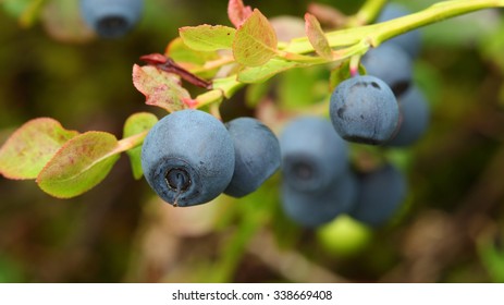 Vaccinium Myrtillus (bilberry); Macro Shot