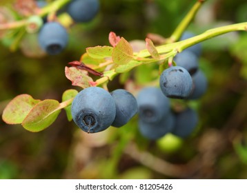 Vaccinium Myrtillus (bilberry); Macro Shot