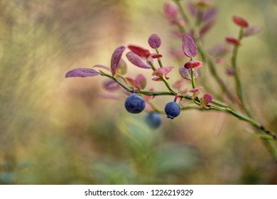 Vaccinium Myrtillus (European Blueberry)